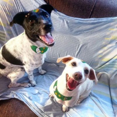 Os doguinhos da familia sorrindo para foto